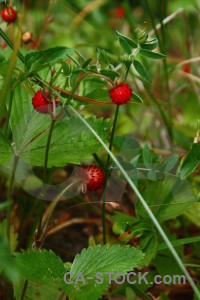 Flower strawberry plant food fruit.