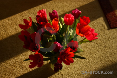 Flower vase bouquet tulip plant.