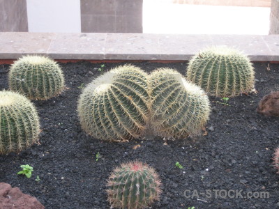Flower white plant cactus.