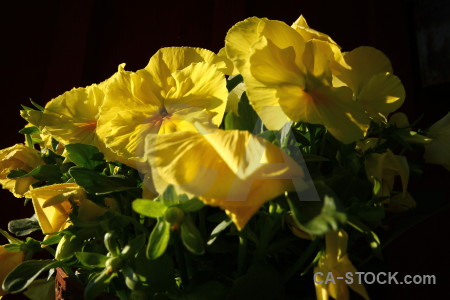 Flower yellow black plant.