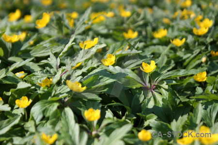 Flower yellow green plant.