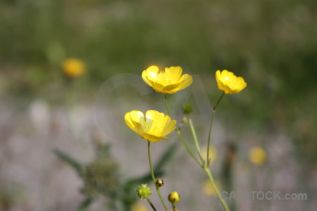 Flower yellow green plant.