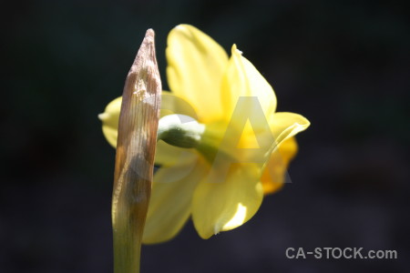 Flower yellow plant black.