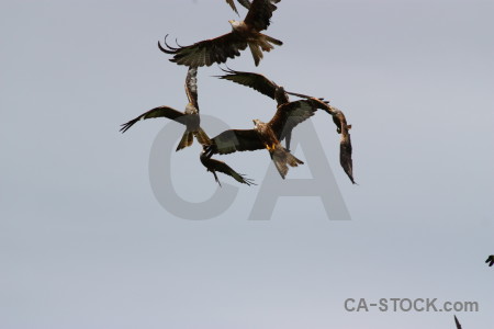 Flying animal bird sky gray.