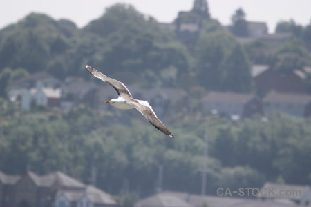 Flying bird animal.