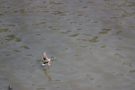 Flying bird animal gray.