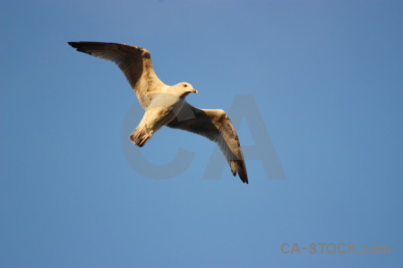 Flying bird animal seagull sky.