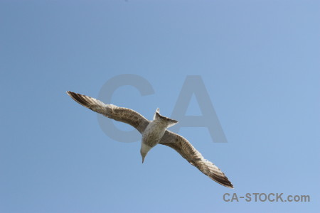 Flying bird animal sky.