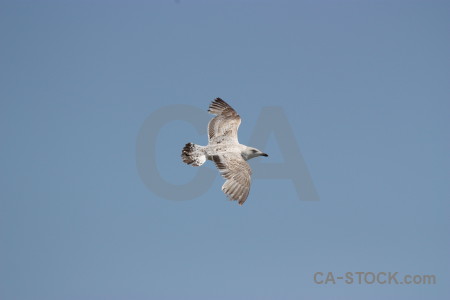 Flying bird animal sky.