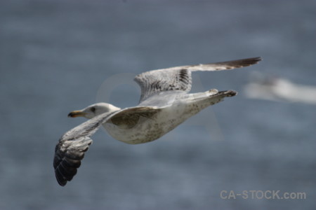 Flying bird seagull animal.