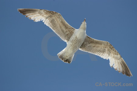 Flying bird seagull sky animal.