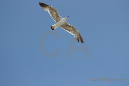 Flying bird sky animal.