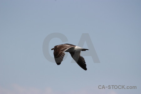 Flying bird sky animal.