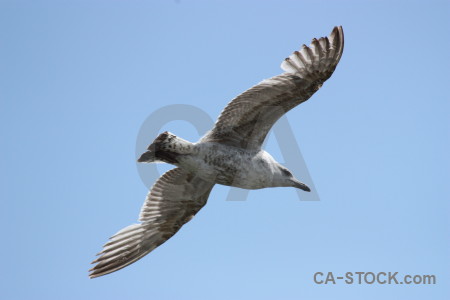 Flying bird sky animal.