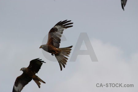 Flying bird sky gray animal.