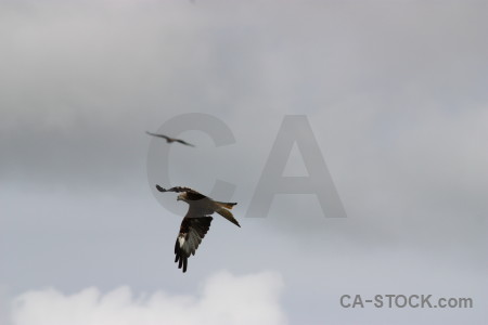 Flying gray animal sky bird.