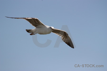 Flying sky animal bird.