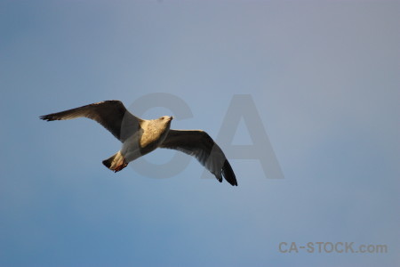 Flying sky animal bird.