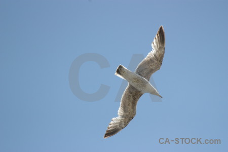 Flying sky bird animal.