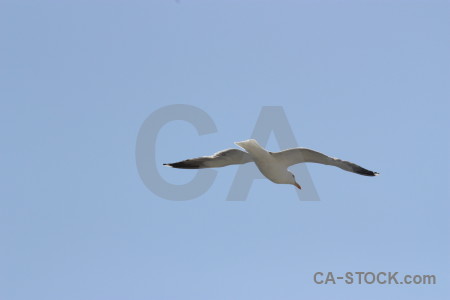 Flying sky bird animal.