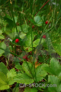 Food plant fruit strawberry flower.