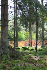 Forest green tree.