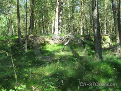 Forest ground green.