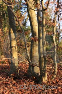 Forest leaf tree orange brown.