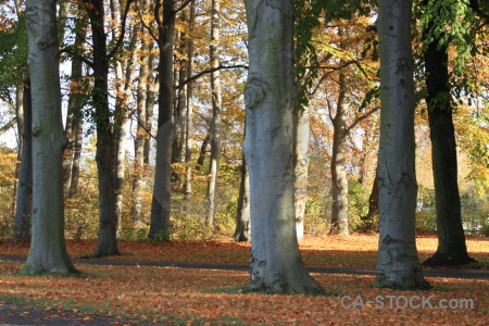 Forest orange yellow tree brown.