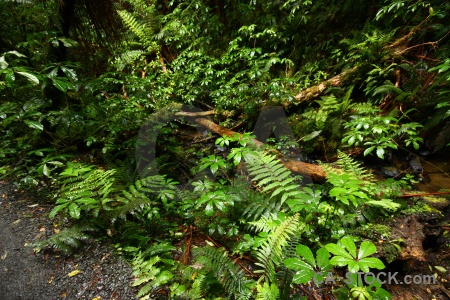 Forest owaka plant south island purakaunui falls.