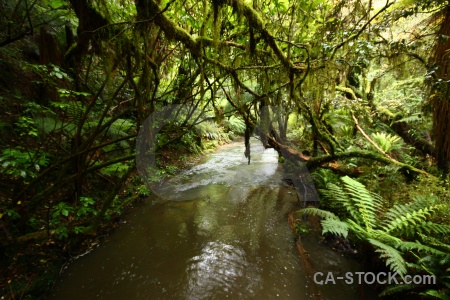 Forest south island branch new zealand catlins.