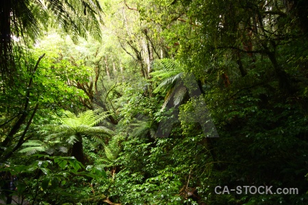 Forest south island tree owaka furn.