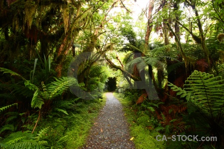 Forest tree fern south island rainforest.