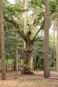 Forest tree green.