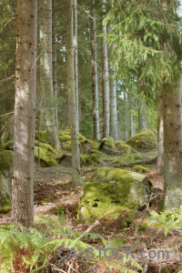 Forest tree green.