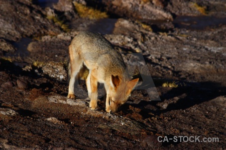 Fox animal andes rock el tatio.