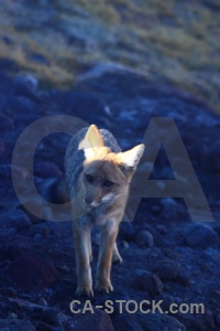 Fox rock atacama desert culpeo chile.