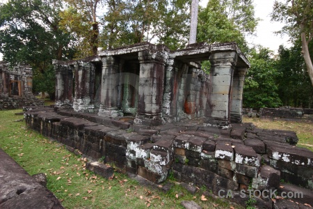 Fungus grass building tree khmer.