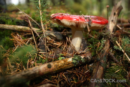 Fungus mushroom toadstool brown green.