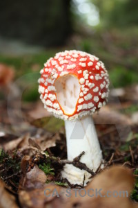 Fungus mushroom toadstool green brown.