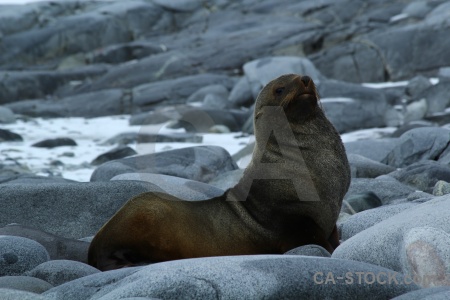 Fur seal stone antarctica animal dorian bay.