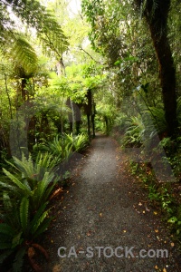 Furn purakaunui falls forest catlins path.