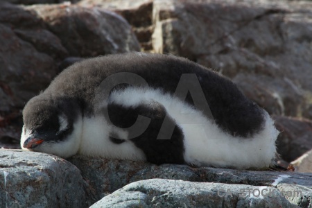 Gentoo antarctic peninsula day 8 chick petermann island.