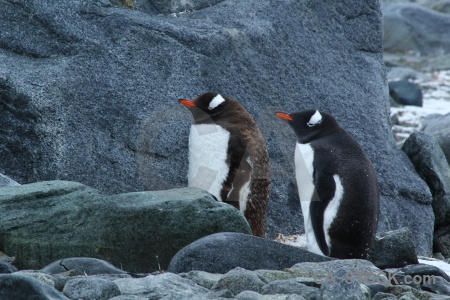 Gentoo palmer archipelago penguin dorian bay antarctica.