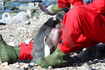 Gentoo stone petermann island penguin south pole.