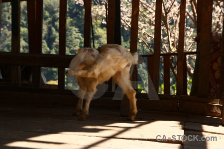 Goat animal annapurna sanctuary trek nepal modi khola valley.