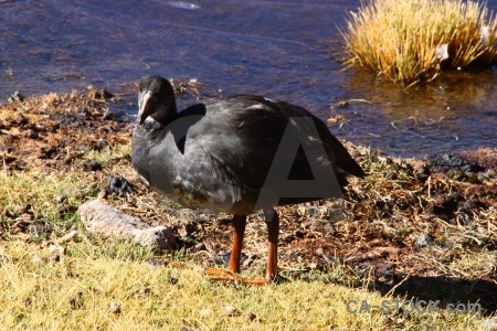 Grass atacama desert south america water duck.