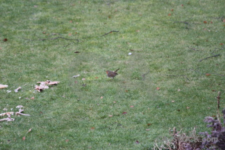 Grass bird green animal robin.