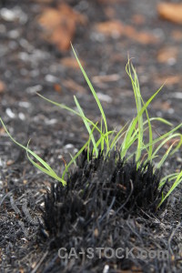 Grass burnt europe plant javea.