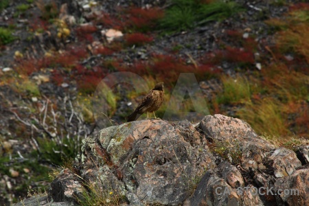 Grass circuit trek animal bird torres del paine.